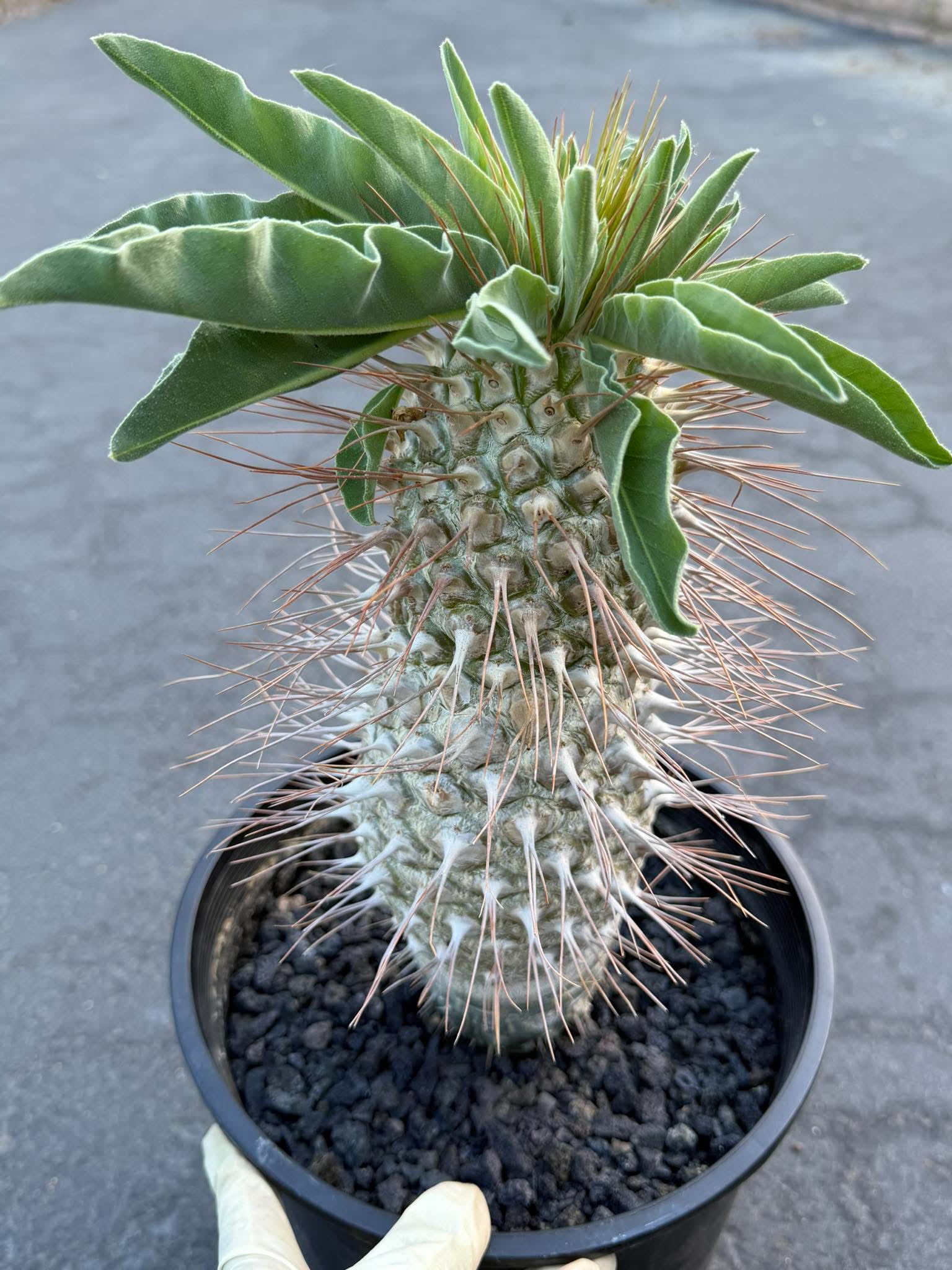Pachypodium namaquanum – Rare Elephant’s Trunk Succulent, Desert Rose Plant