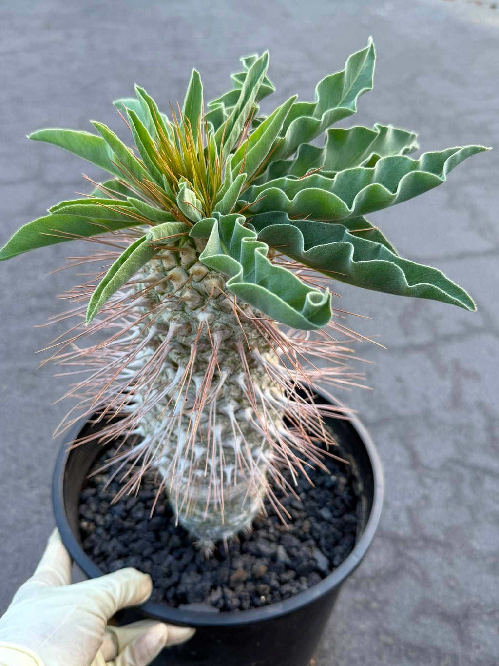 Pachypodium namaquanum – Rare Elephant’s Trunk Succulent, Desert Rose Plant