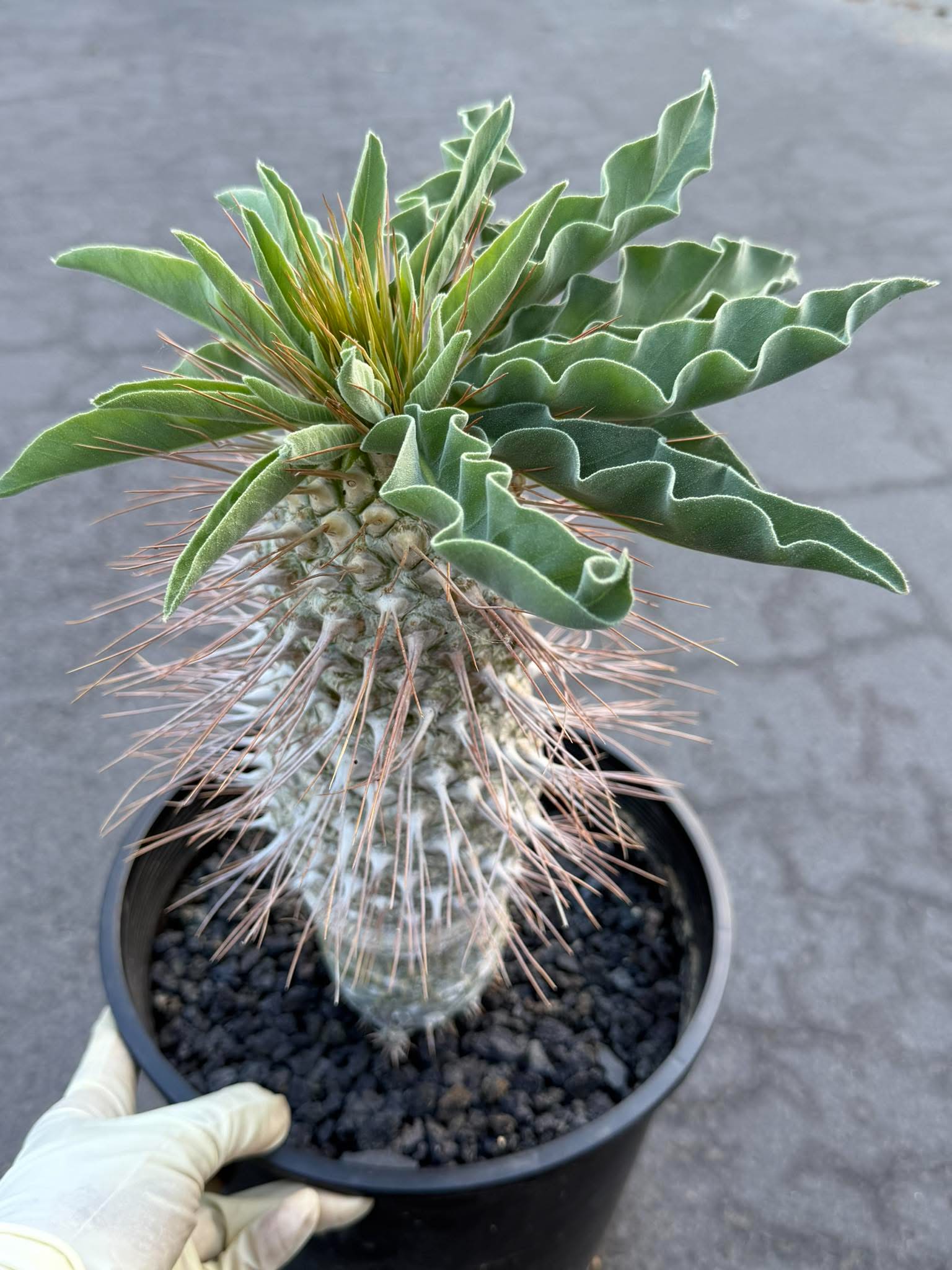 Pachypodium namaquanum – Rare Elephant’s Trunk Succulent, Desert Rose Plant