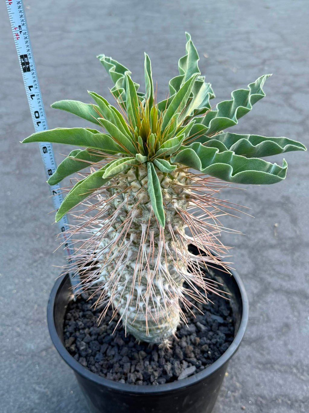 Pachypodium namaquanum – Rare Elephant’s Trunk Succulent, Desert Rose Plant