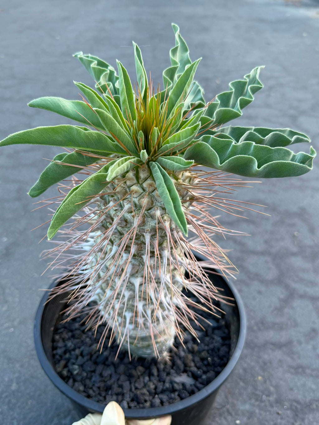 Pachypodium namaquanum – Rare Elephant’s Trunk Succulent, Desert Rose Plant