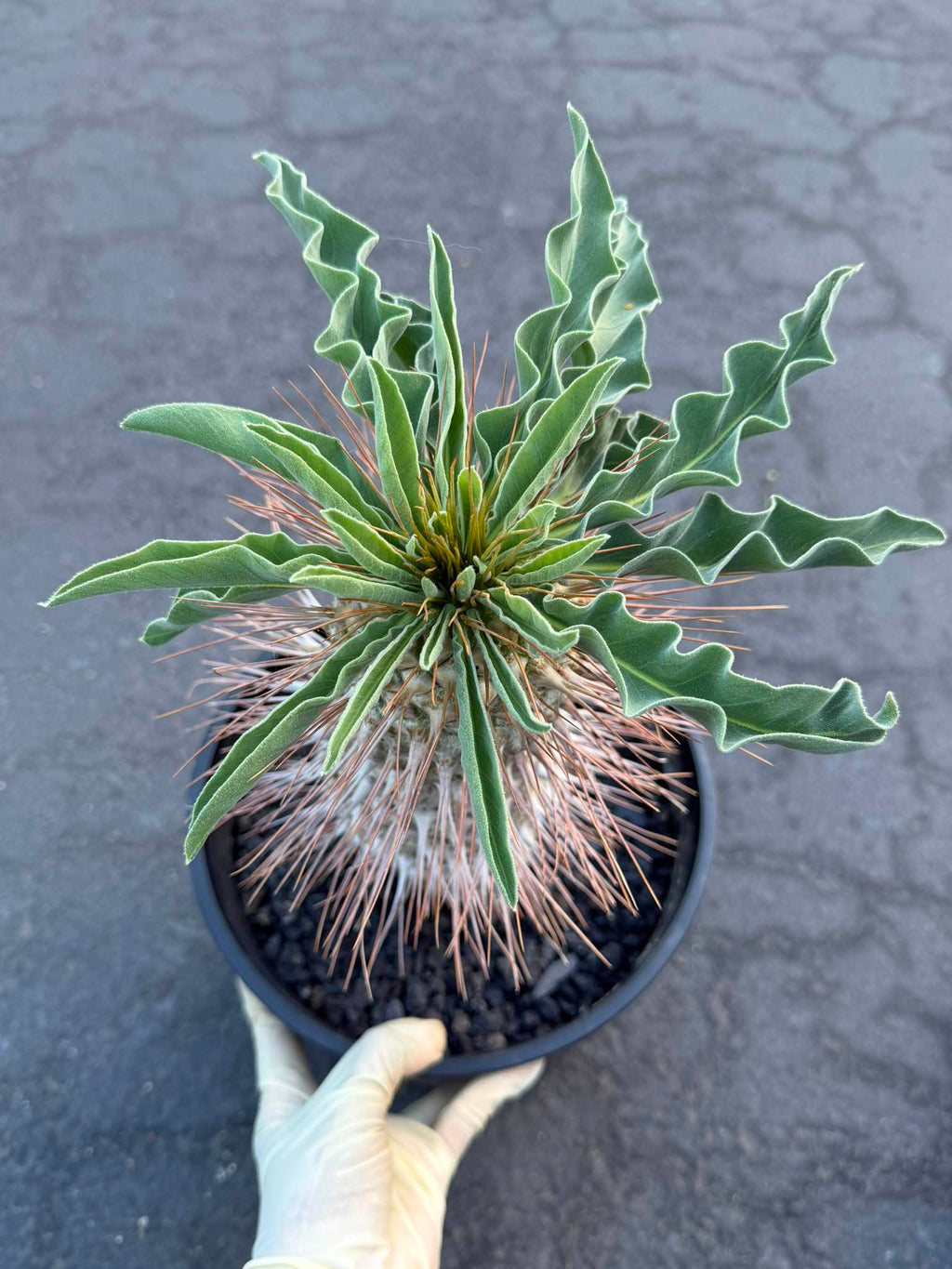 Pachypodium namaquanum – Rare Elephant’s Trunk Succulent, Desert Rose Plant