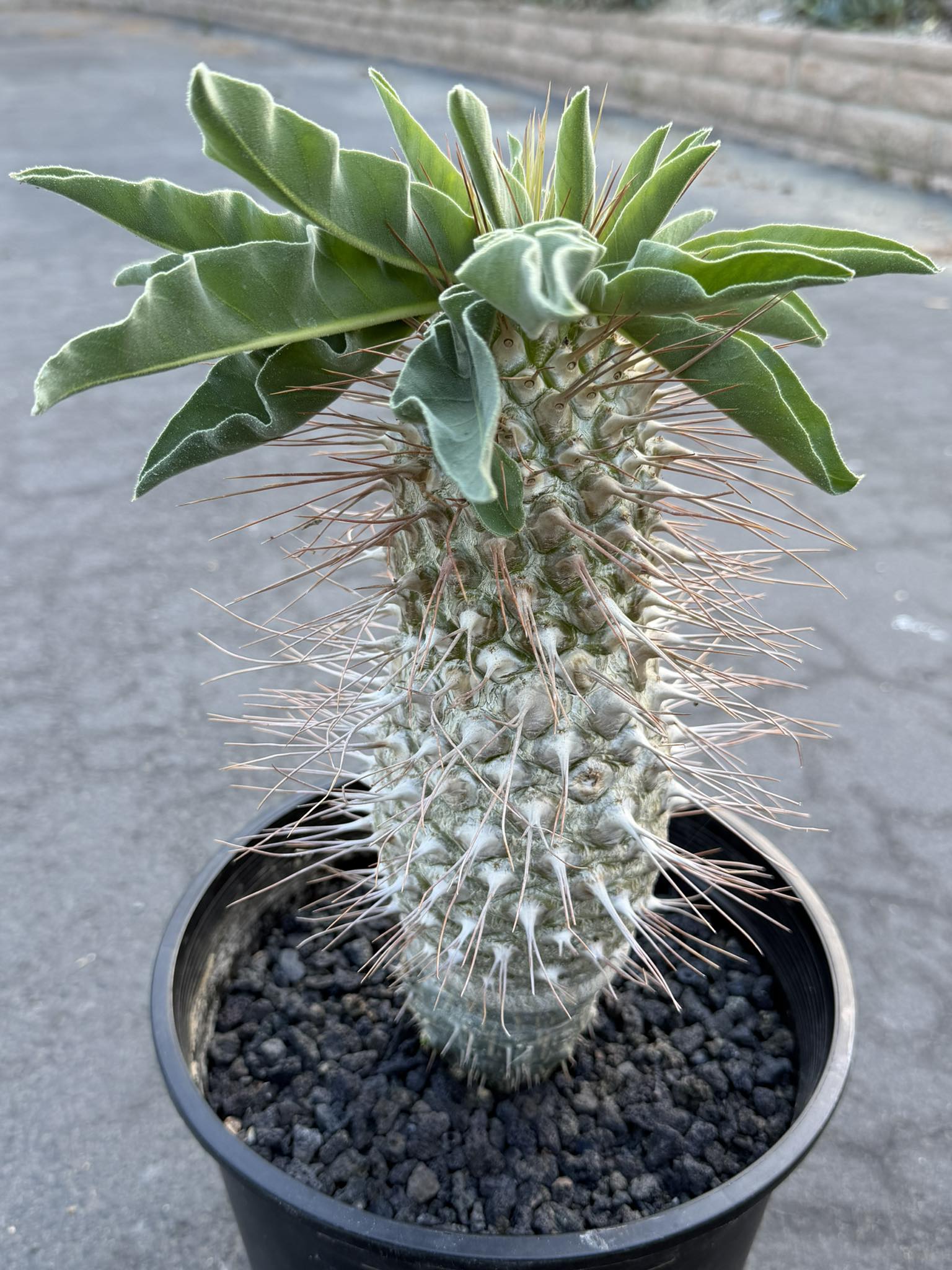 Pachypodium namaquanum – Rare Elephant’s Trunk Succulent, Desert Rose Plant