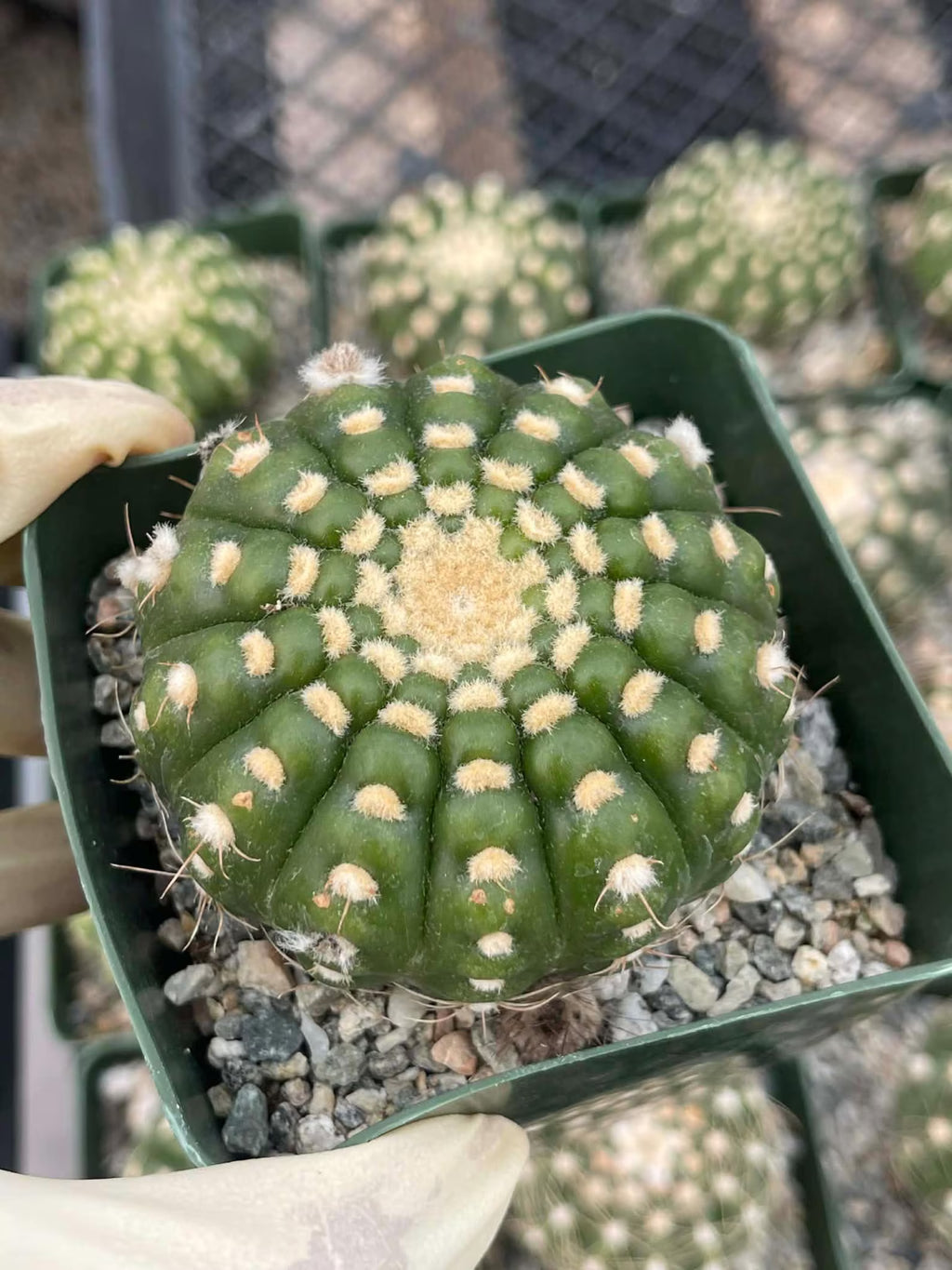 Notocactus Inermis Rare Ball Cactus Live Plant Exotic Succulent Collection