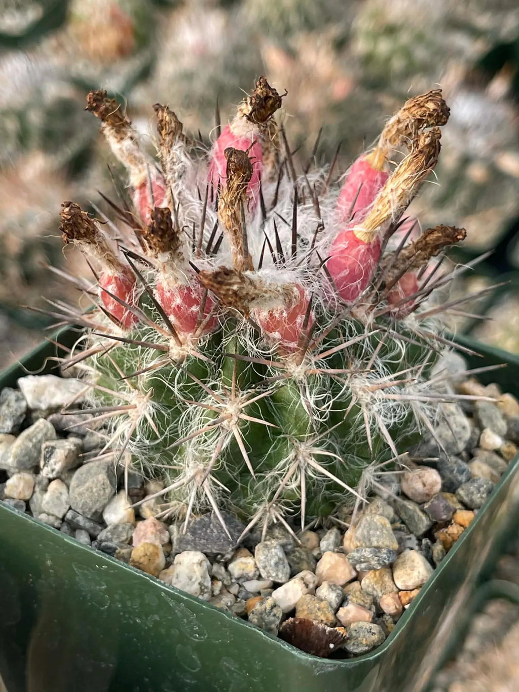 Neoporteria Floccosa Rare Spiky Cactus Exotic Succulent Live Plant