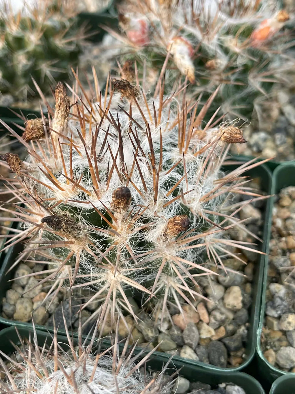 Neoporteria Floccosa Rare Spiky Cactus Exotic Succulent Live Plant