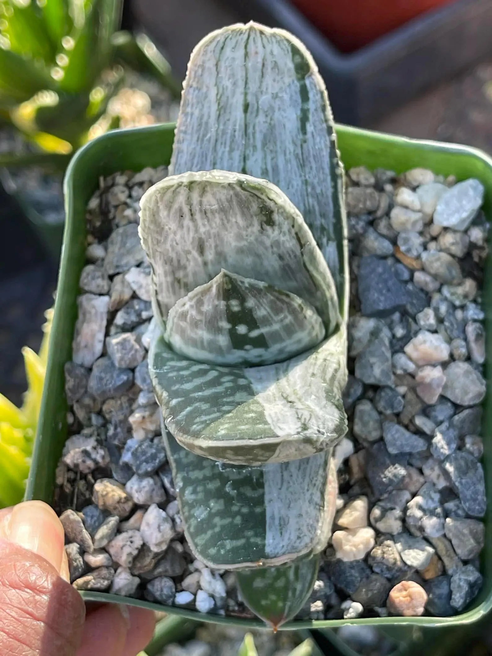 Gasteria Sakura Fuji Variegated Rare Easy Care Succulent Live Plant