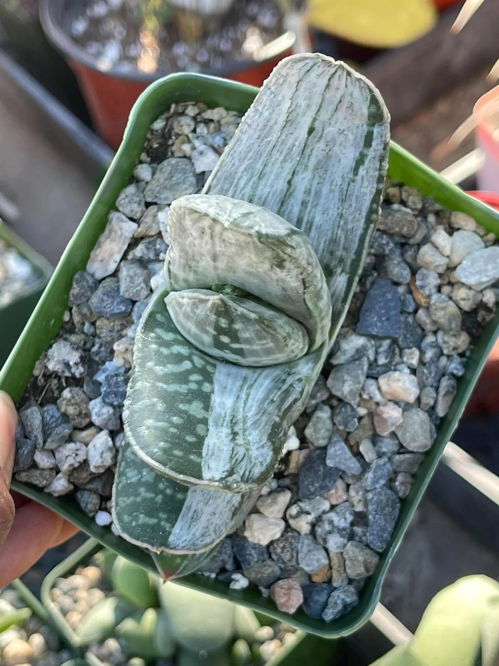 Gasteria Sakura Fuji Variegated Rare Easy Care Succulent Live Plant