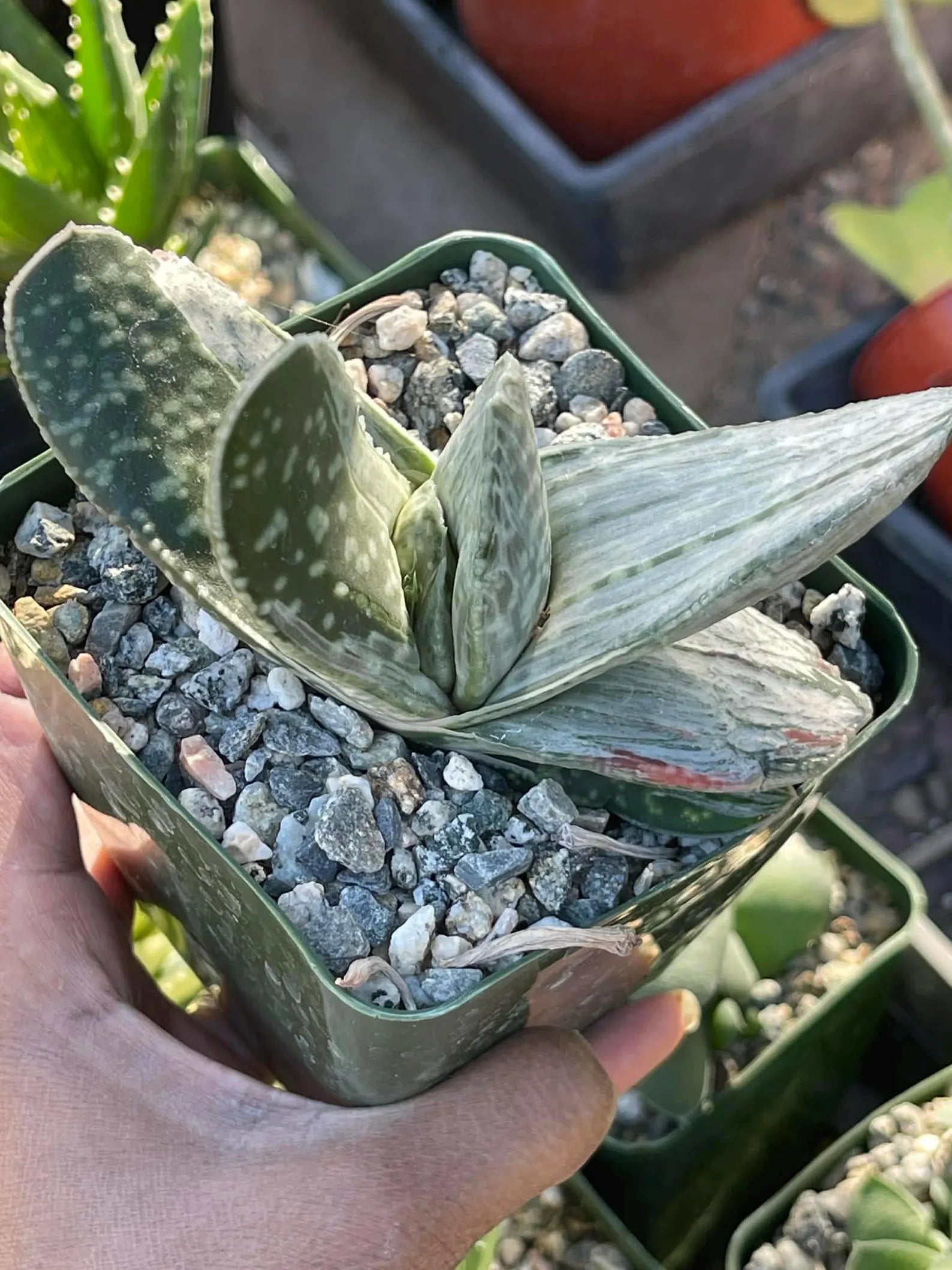 Gasteria Sakura Fuji Variegated Rare Easy Care Succulent Live Plant