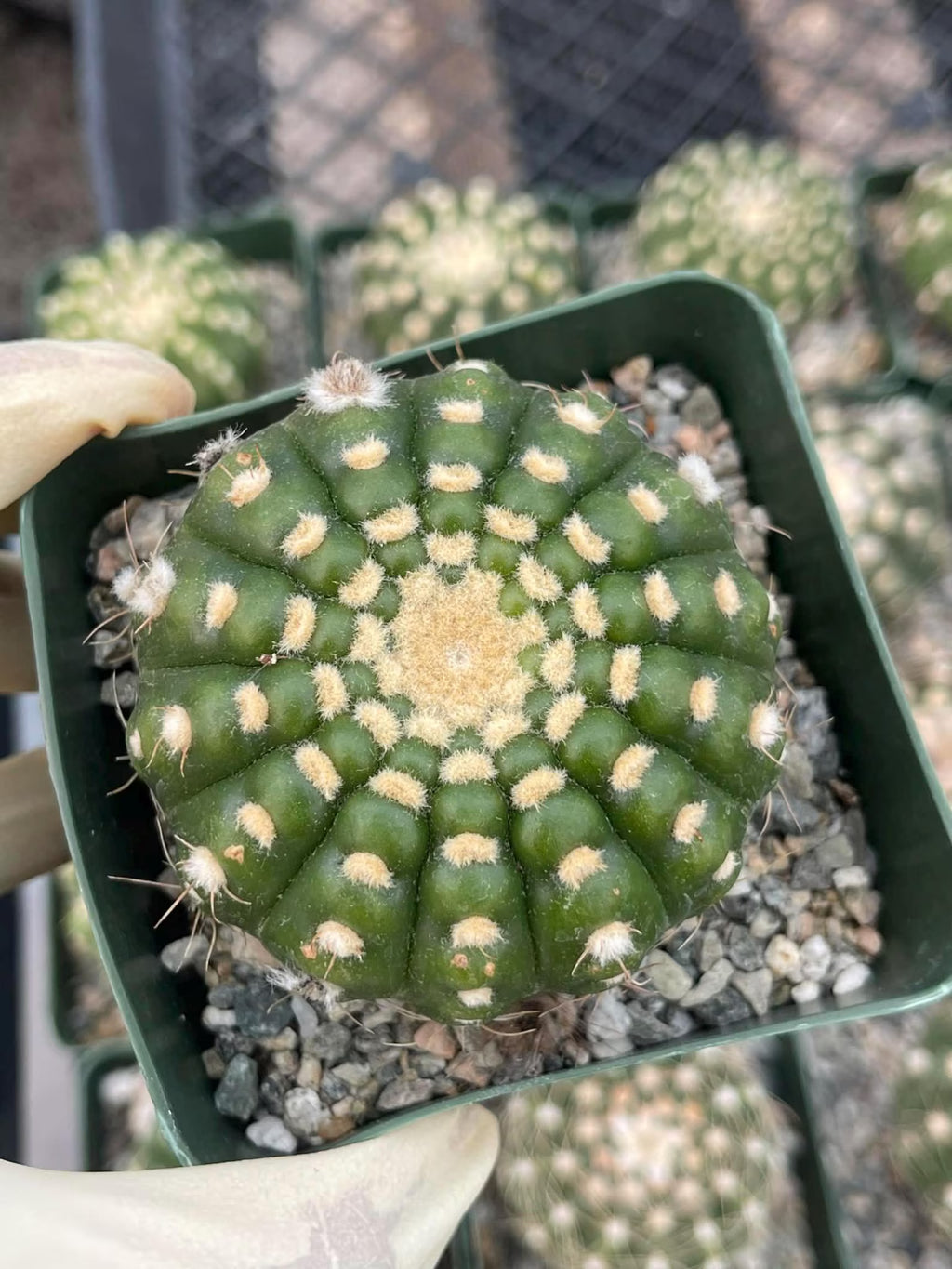 Notocactus Inermis Rare Ball Cactus Live Plant Exotic Succulent Collection