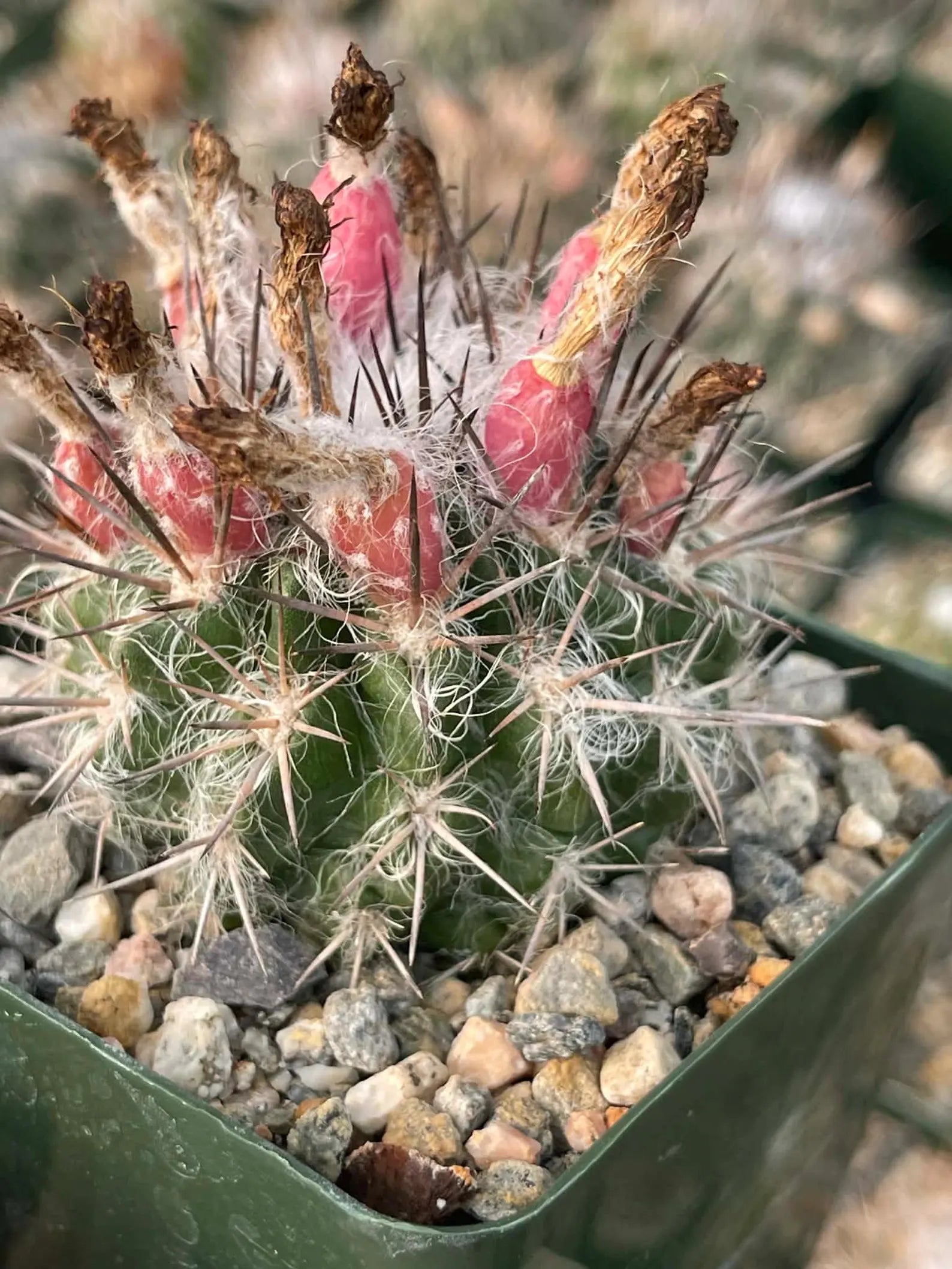 Neoporteria Floccosa Rare Spiky Cactus Exotic Succulent Live Plant