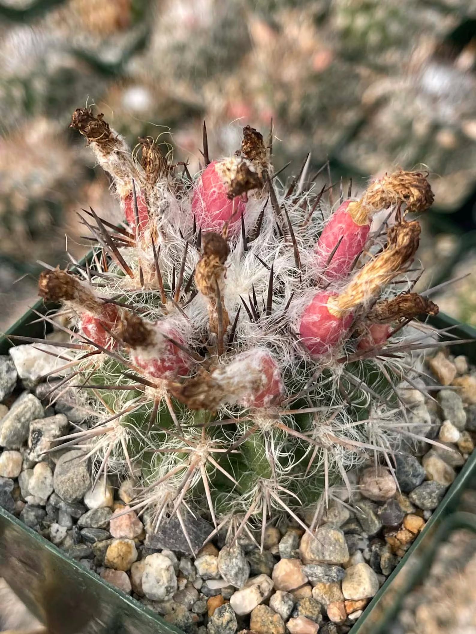 Neoporteria Floccosa Rare Spiky Cactus Exotic Succulent Live Plant