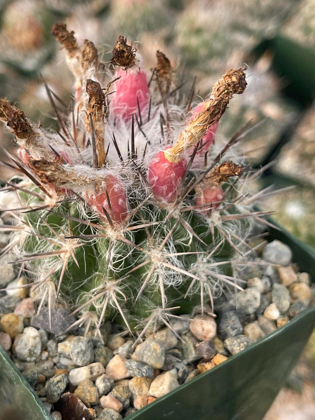 Neoporteria Floccosa Rare Spiky Cactus Exotic Succulent Live Plant