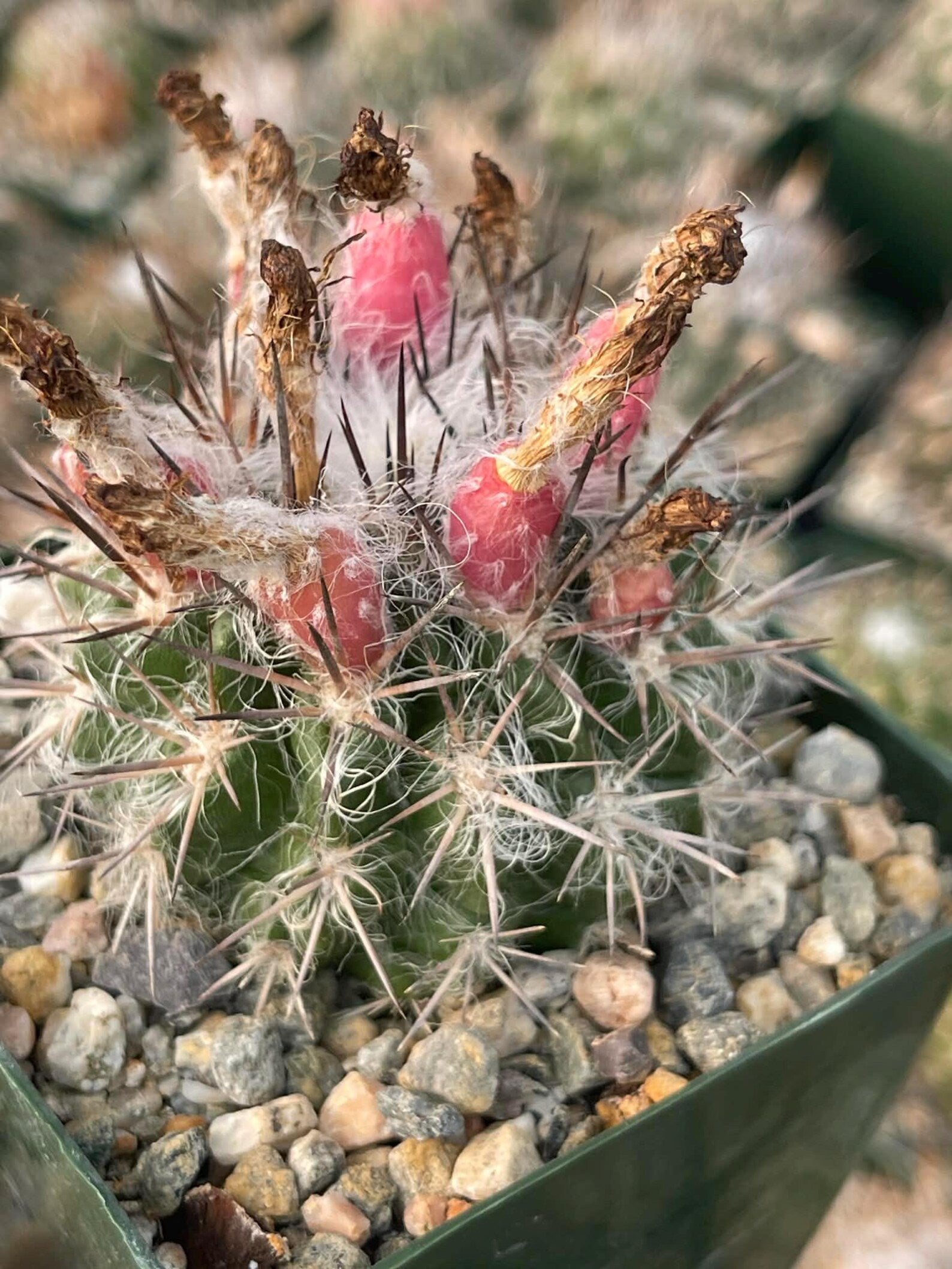 Neoporteria Floccosa Rare Spiky Cactus Exotic Succulent Live Plant