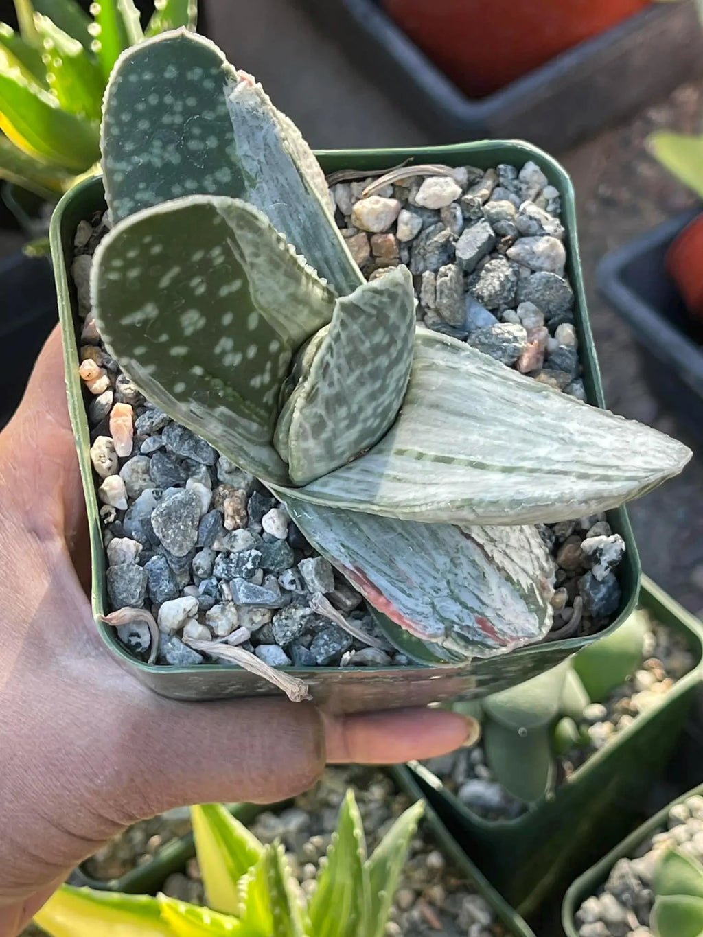 Gasteria Sakura Fuji Variegated Rare Easy Care Succulent Live Plant