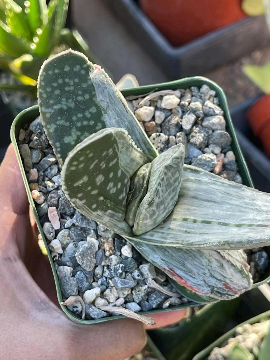 Gasteria Sakura Fuji Variegated Rare Easy Care Succulent Live Plant