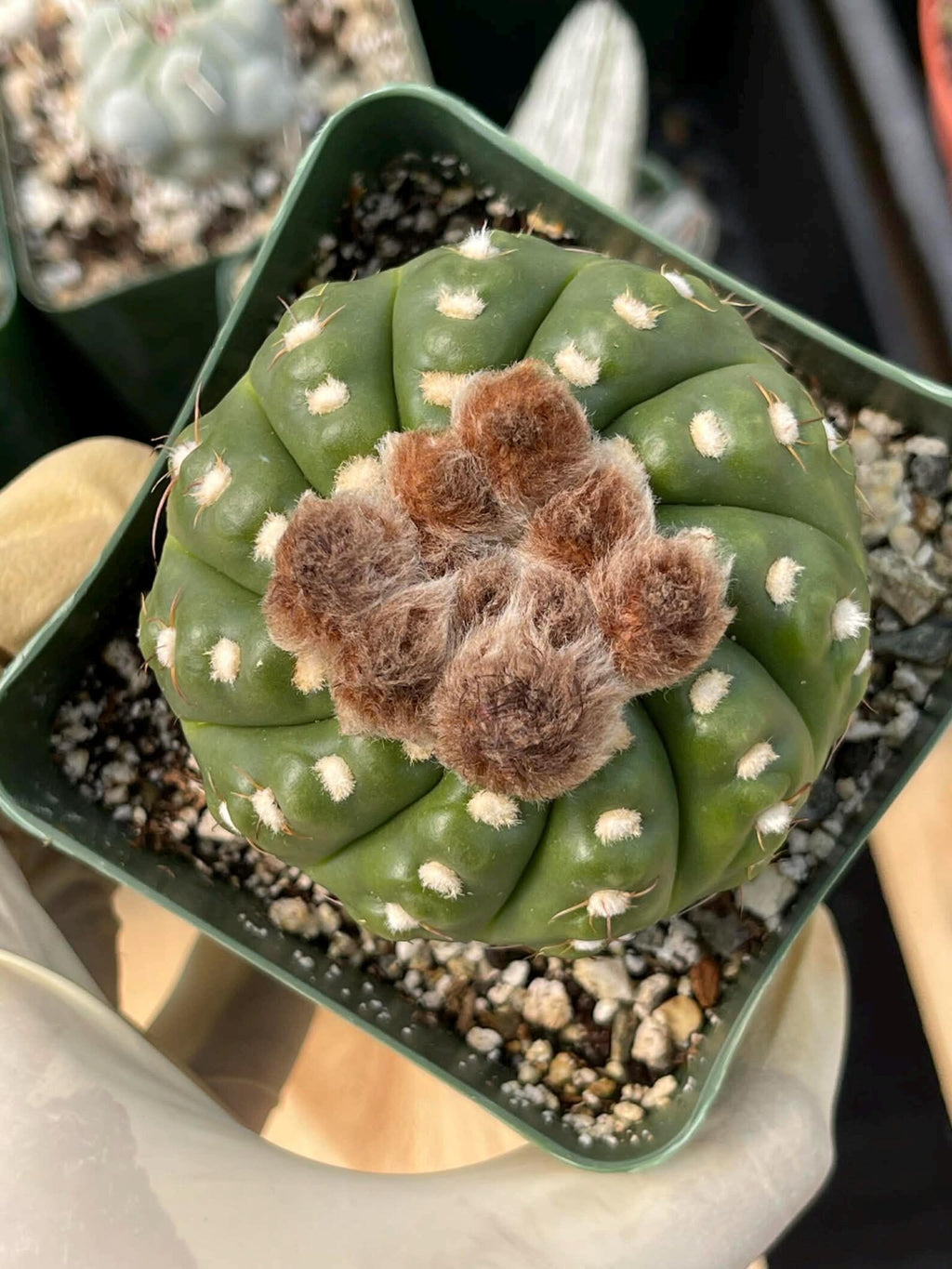 Notocactus Inermis Rare Ball Cactus Live Plant Exotic Succulent Collection