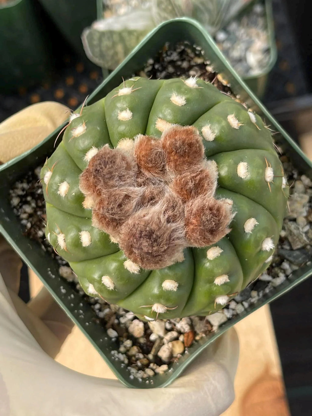 Notocactus Inermis Rare Ball Cactus Live Plant Exotic Succulent Collection