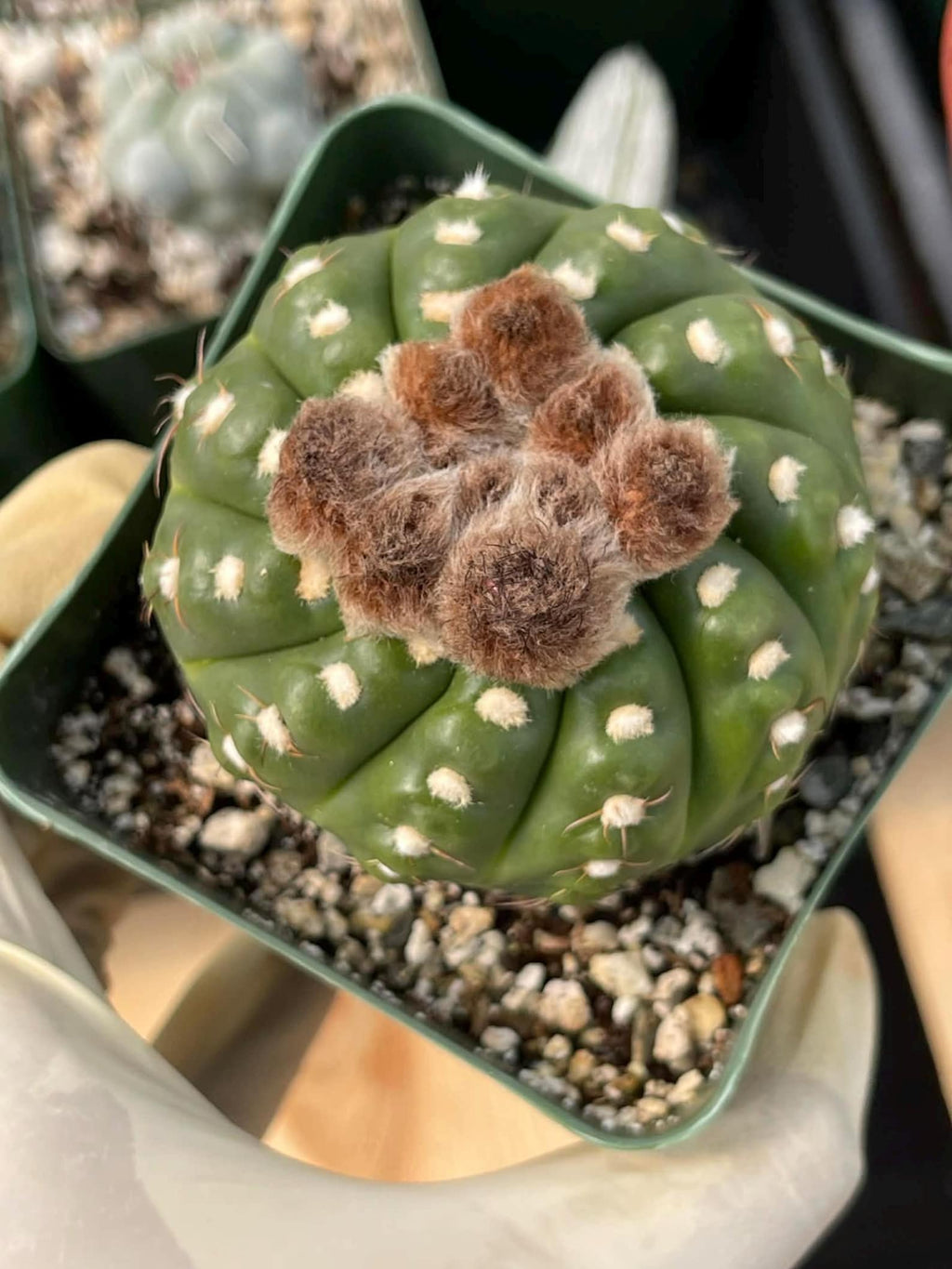 Notocactus Inermis Rare Ball Cactus Live Plant Exotic Succulent Collection
