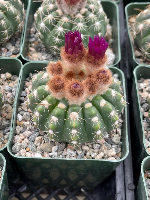 Notocactus Inermis Rare Ball Cactus Live Plant Exotic Succulent Collection