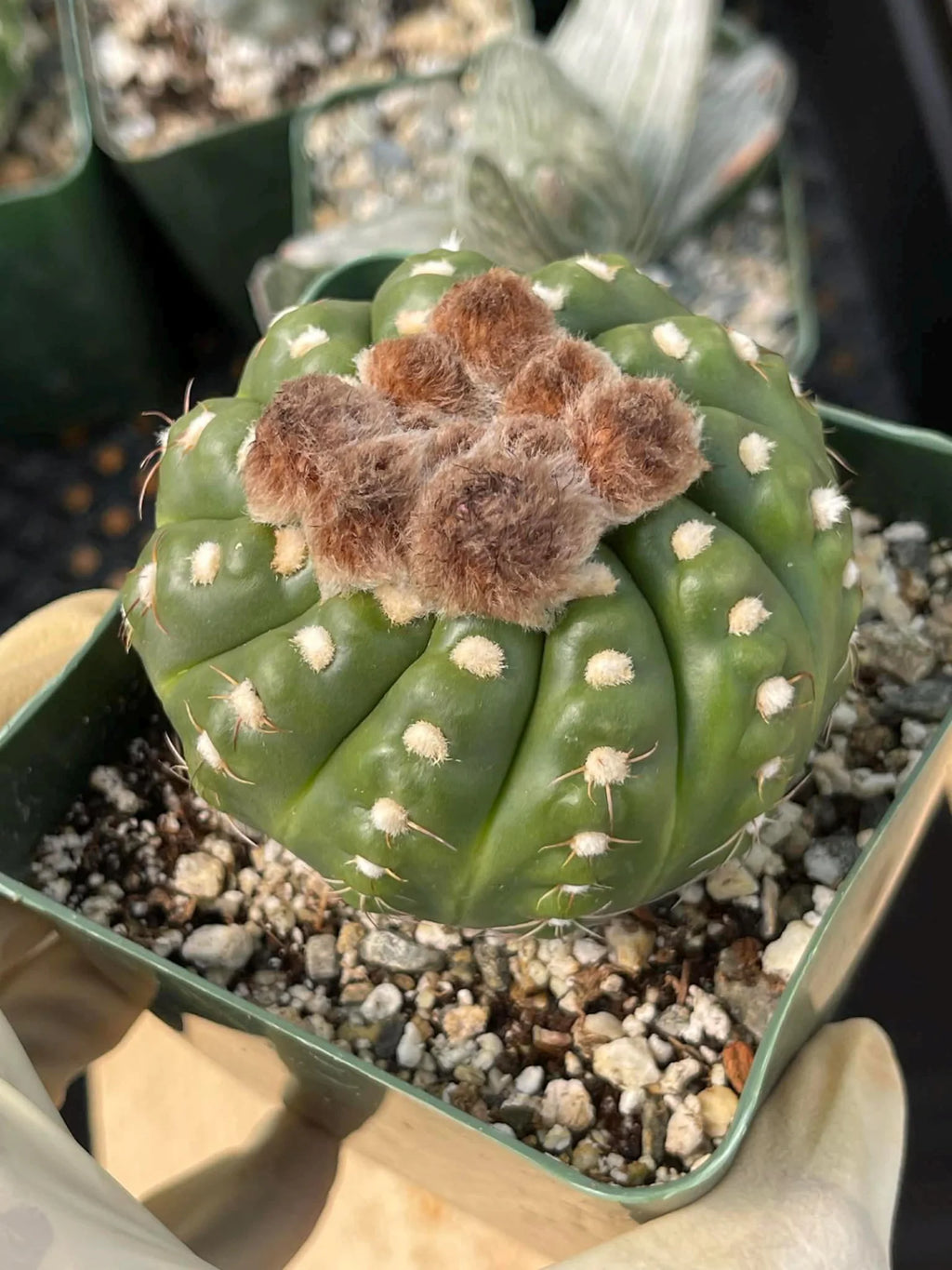 Notocactus Inermis Rare Ball Cactus Live Plant Exotic Succulent Collection