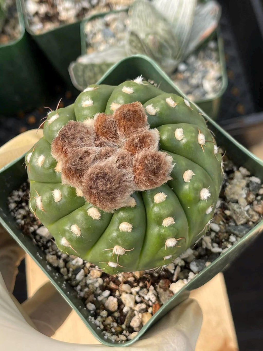 Notocactus Inermis Rare Ball Cactus Live Plant Exotic Succulent Collection