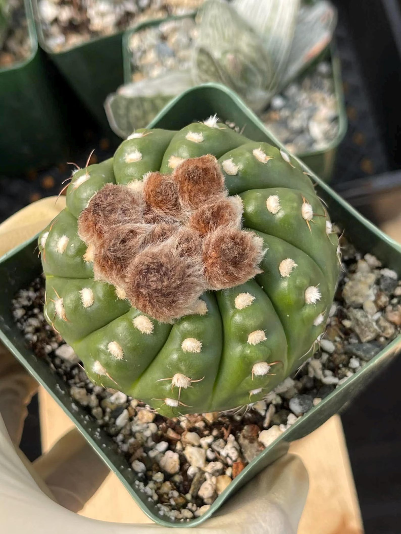 Notocactus Inermis Rare Ball Cactus Live Plant Exotic Succulent Collection