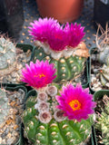 Notocactus Inermis Rare Ball Cactus Live Plant Exotic Succulent Collection