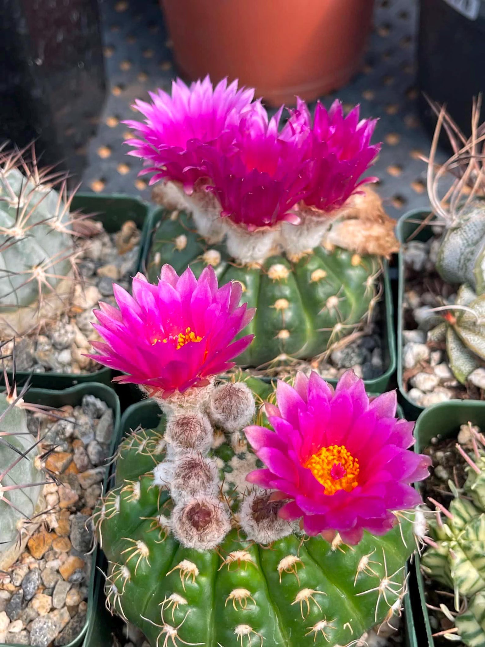 Notocactus Inermis Rare Ball Cactus Live Plant Exotic Succulent Collection