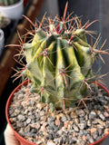 Variegated Ferocactus Gracilis Rare Large Cactus Live Plant