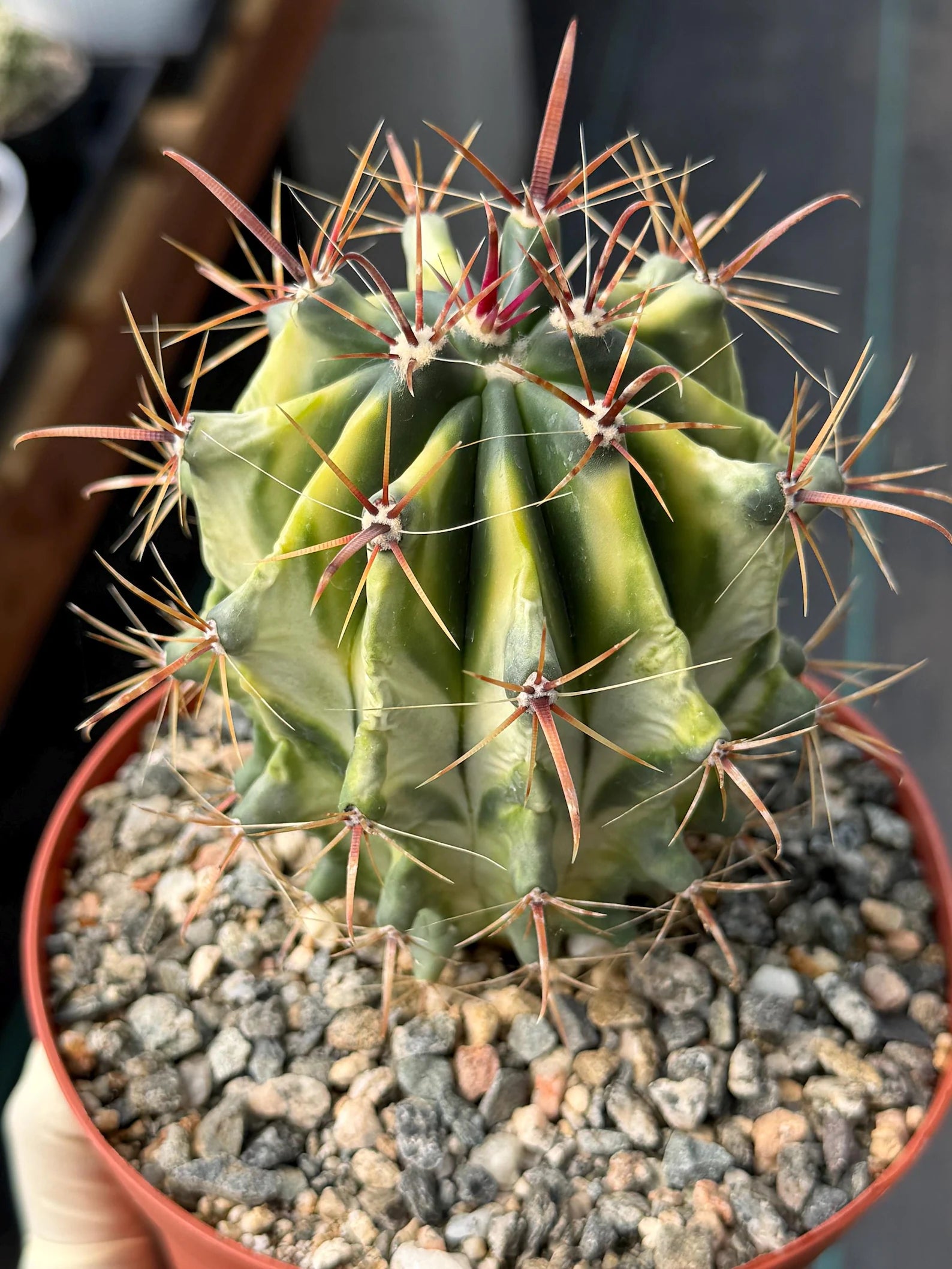 Variegated Ferocactus Gracilis Rare Large Cactus Live Plant