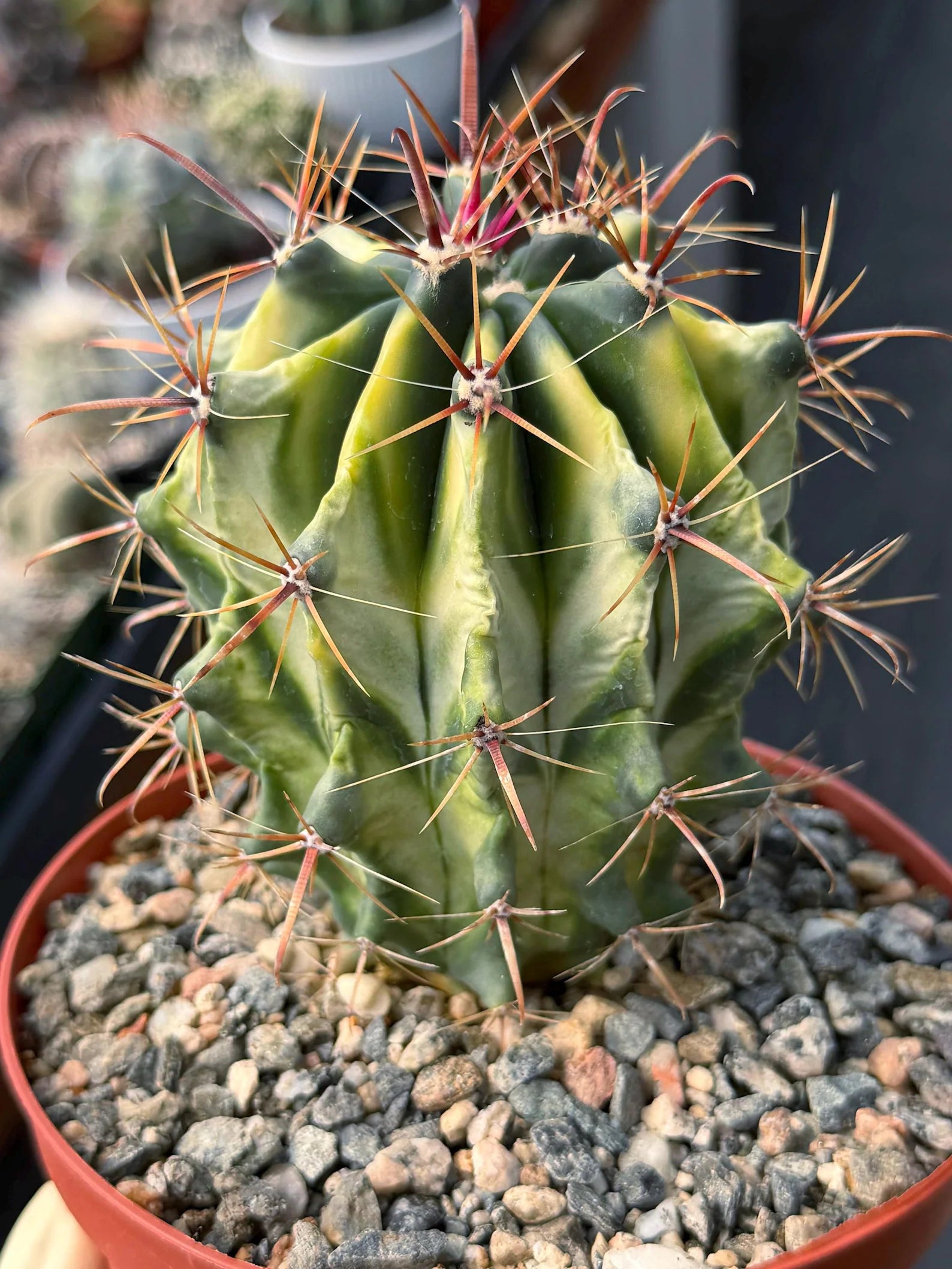 Variegated Ferocactus Gracilis Rare Large Cactus Live Plant