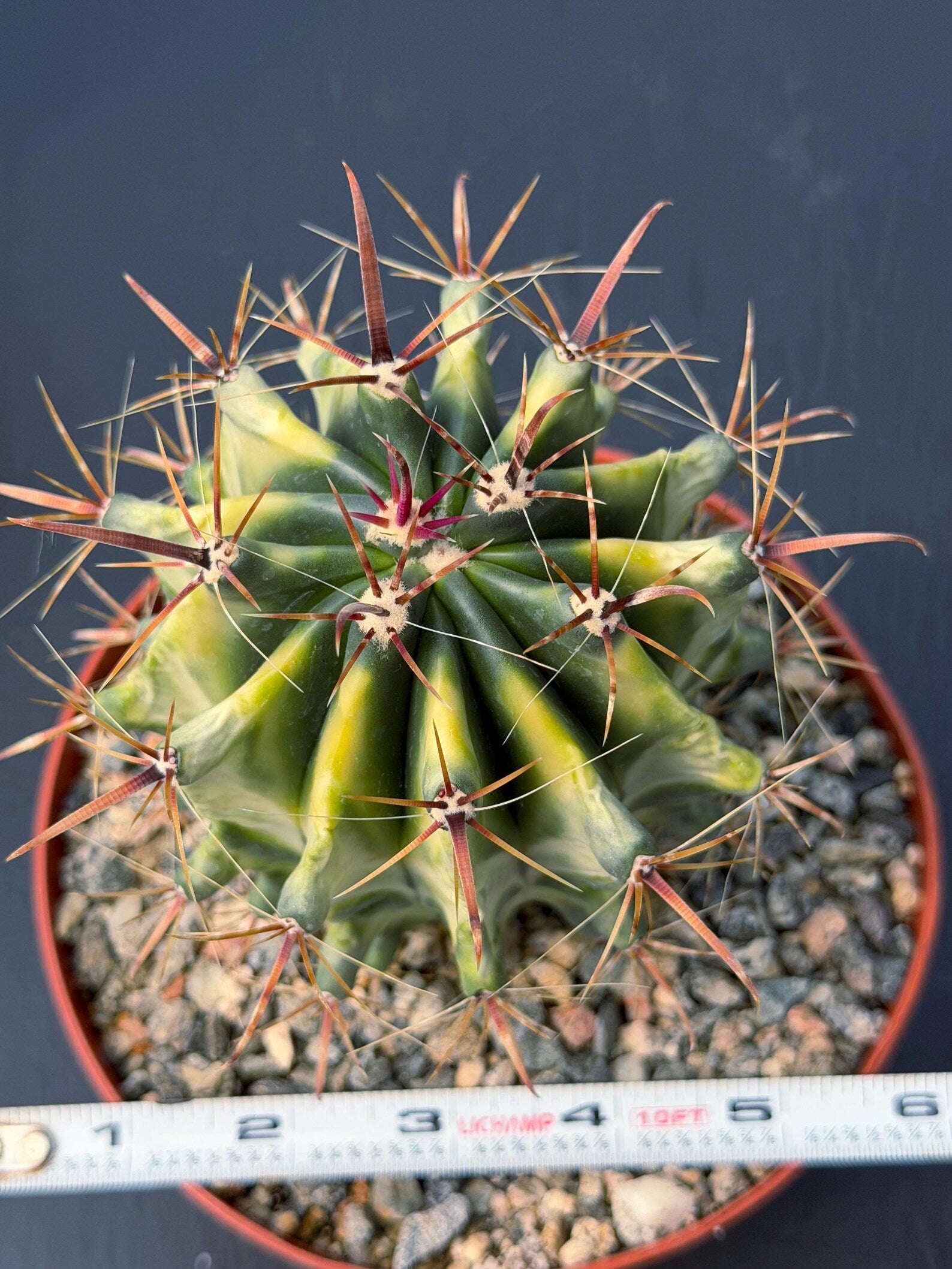 Variegated Ferocactus Gracilis Rare Large Cactus Live Plant