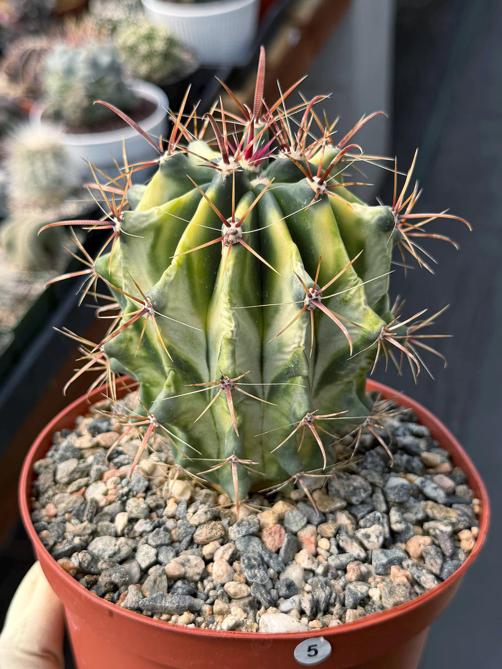 Variegated Ferocactus Gracilis Rare Large Cactus Live Plant