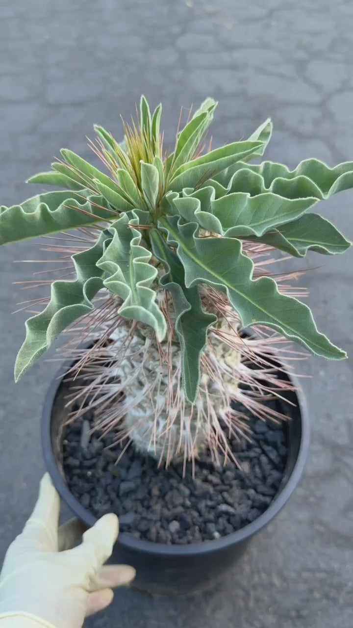 Pachypodium namaquanum – Rare Elephant’s Trunk Succulent, Desert Rose Plant